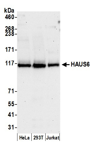 HAUS6 Antibody in Western Blot (WB)
