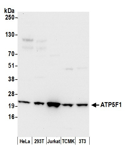 ATP5F1 Antibody in Western Blot (WB)