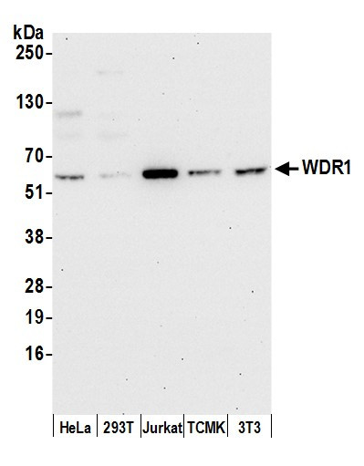 WDR1 Antibody in Western Blot (WB)