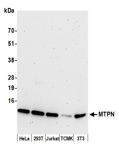 MTPN Antibody in Western Blot (WB)
