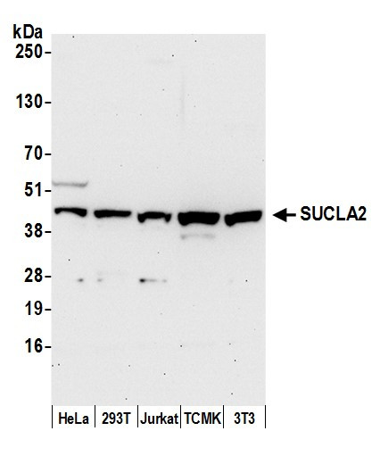 SUCLA2 Antibody in Western Blot (WB)
