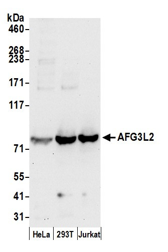 AFG3L2 Antibody in Western Blot (WB)