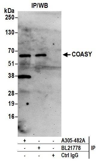 COASY Antibody in Immunoprecipitation (IP)