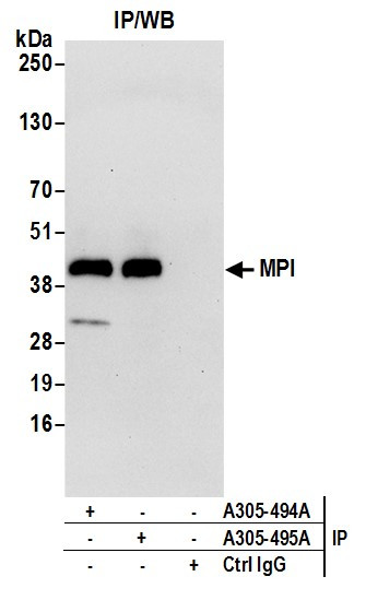 MPI Antibody in Immunoprecipitation (IP)