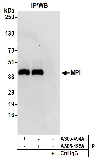MPI Antibody in Immunoprecipitation (IP)