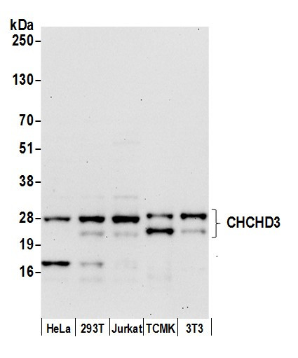 CHCHD3 Antibody in Western Blot (WB)