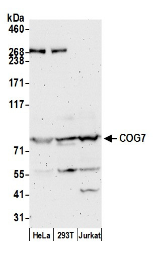 COG7 Antibody in Western Blot (WB)