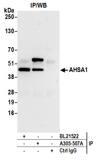 AHSA1 Antibody in Immunoprecipitation (IP)