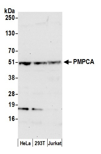 PMPCA Antibody in Western Blot (WB)
