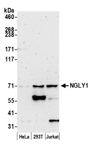 NGLY1 Antibody in Western Blot (WB)