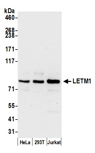 LETM1 Antibody in Western Blot (WB)