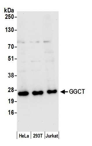 GGCT Antibody in Western Blot (WB)
