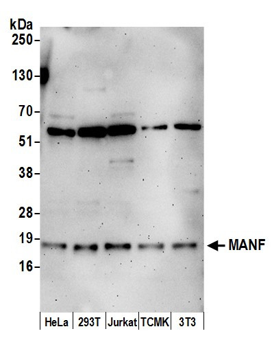 MANF Antibody in Western Blot (WB)