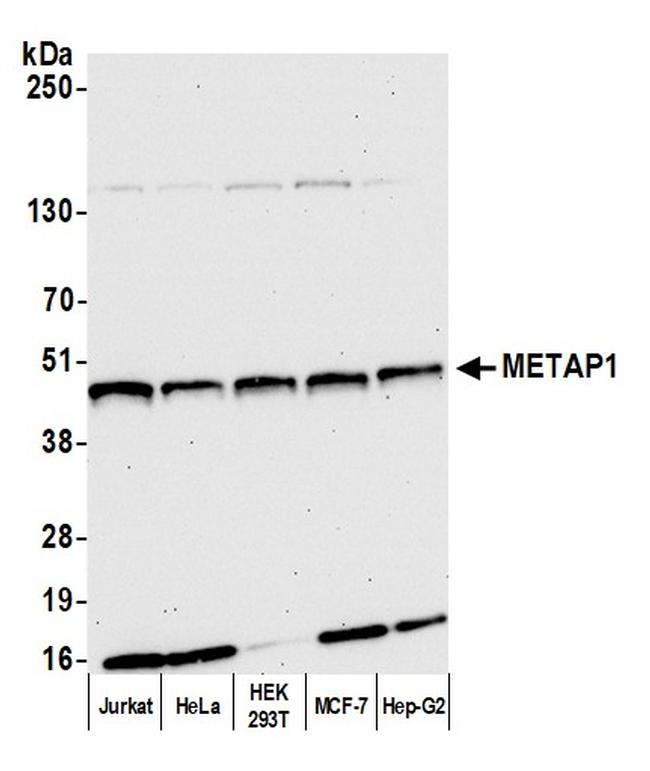 METAP1 Polyclonal Antibody (A305-584A-T)
