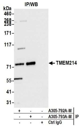 TMEM214 Antibody in Immunoprecipitation (IP)