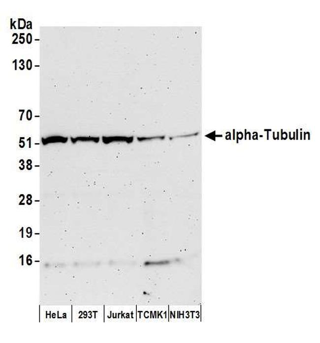 alpha-Tubulin Antibody in Western Blot (WB)
