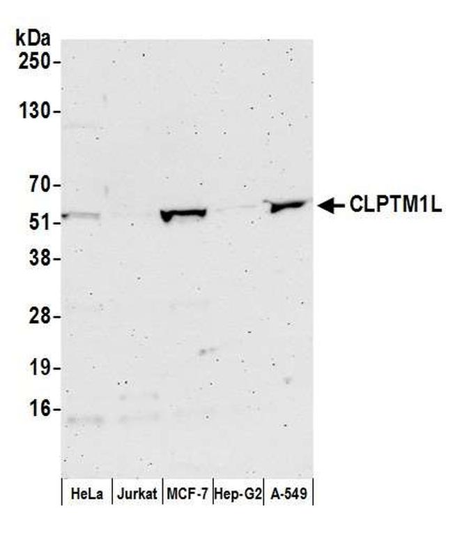 CLPTM1L Antibody in Western Blot (WB)