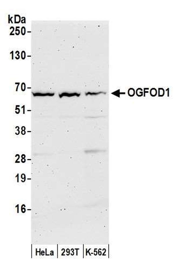 OGFOD1 Antibody in Western Blot (WB)