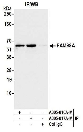 FAM98A Antibody in Immunoprecipitation (IP)