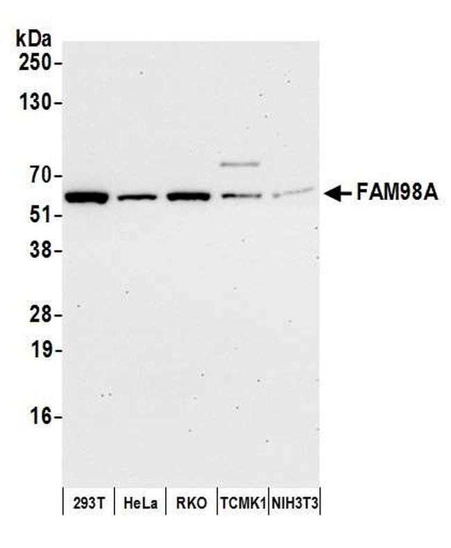 FAM98A Antibody in Western Blot (WB)