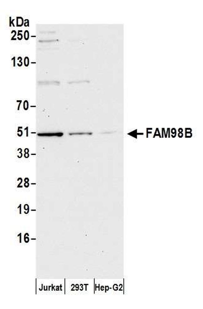 FAM98B Antibody in Western Blot (WB)