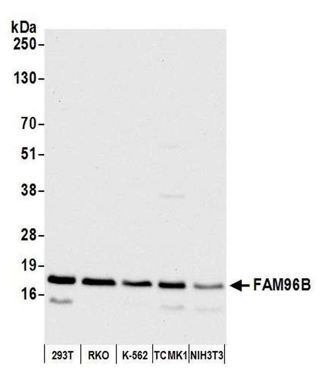 FAM96B Antibody in Western Blot (WB)