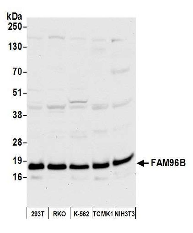 FAM96B Antibody in Western Blot (WB)