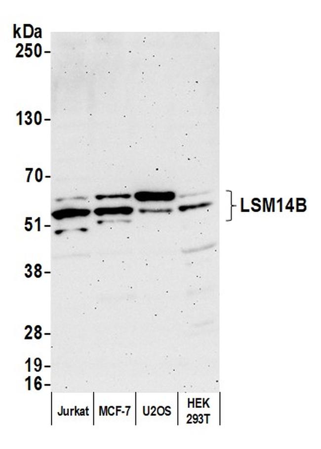 LSM14B Antibody in Western Blot (WB)