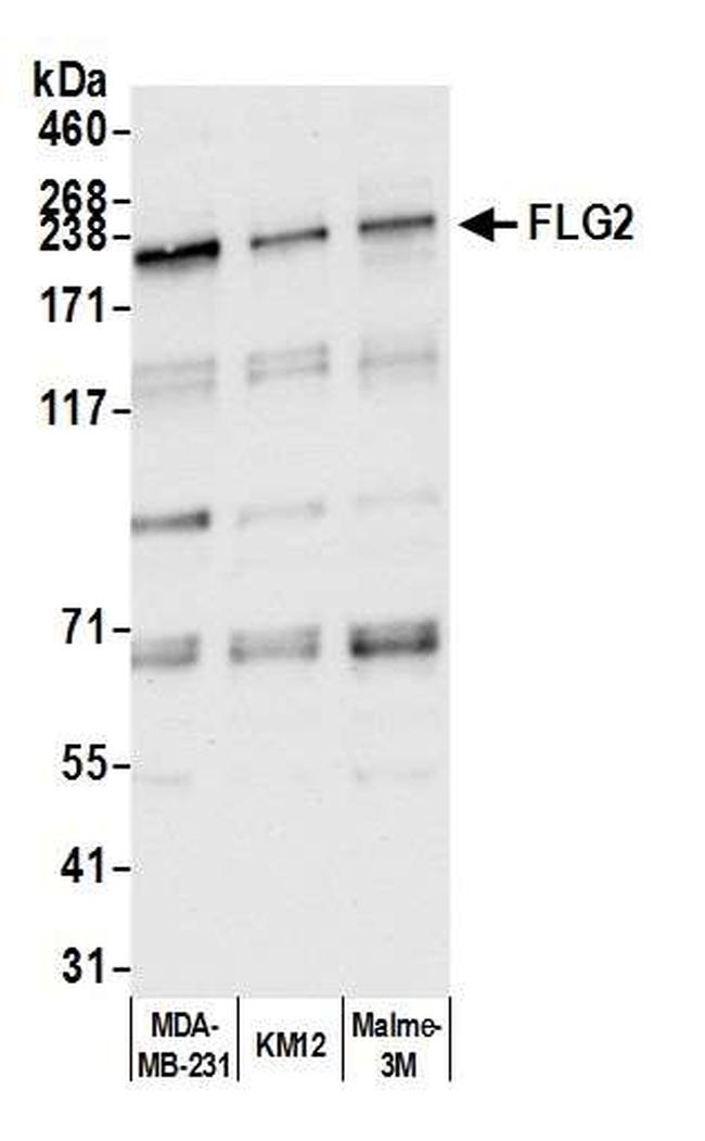 FLG2 Antibody in Western Blot (WB)