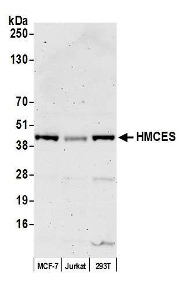 HMCES Antibody in Western Blot (WB)