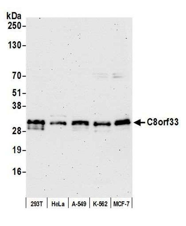 C8orf33 Antibody in Western Blot (WB)