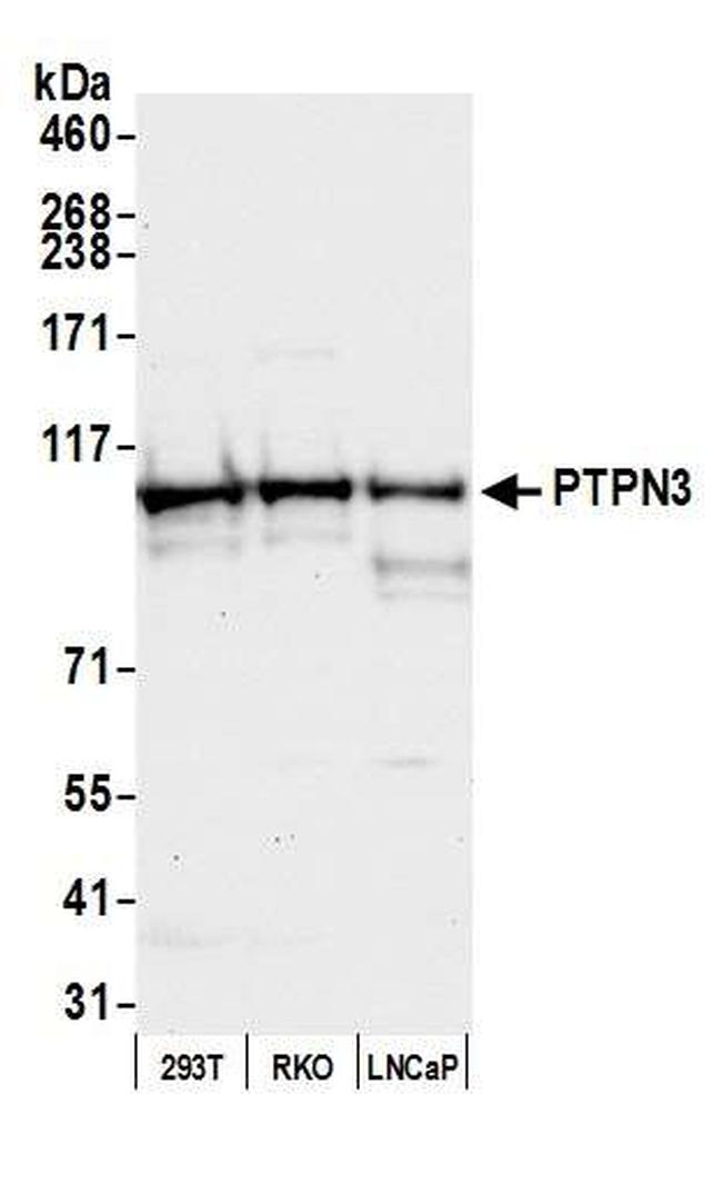 PTPN3 Antibody in Western Blot (WB)