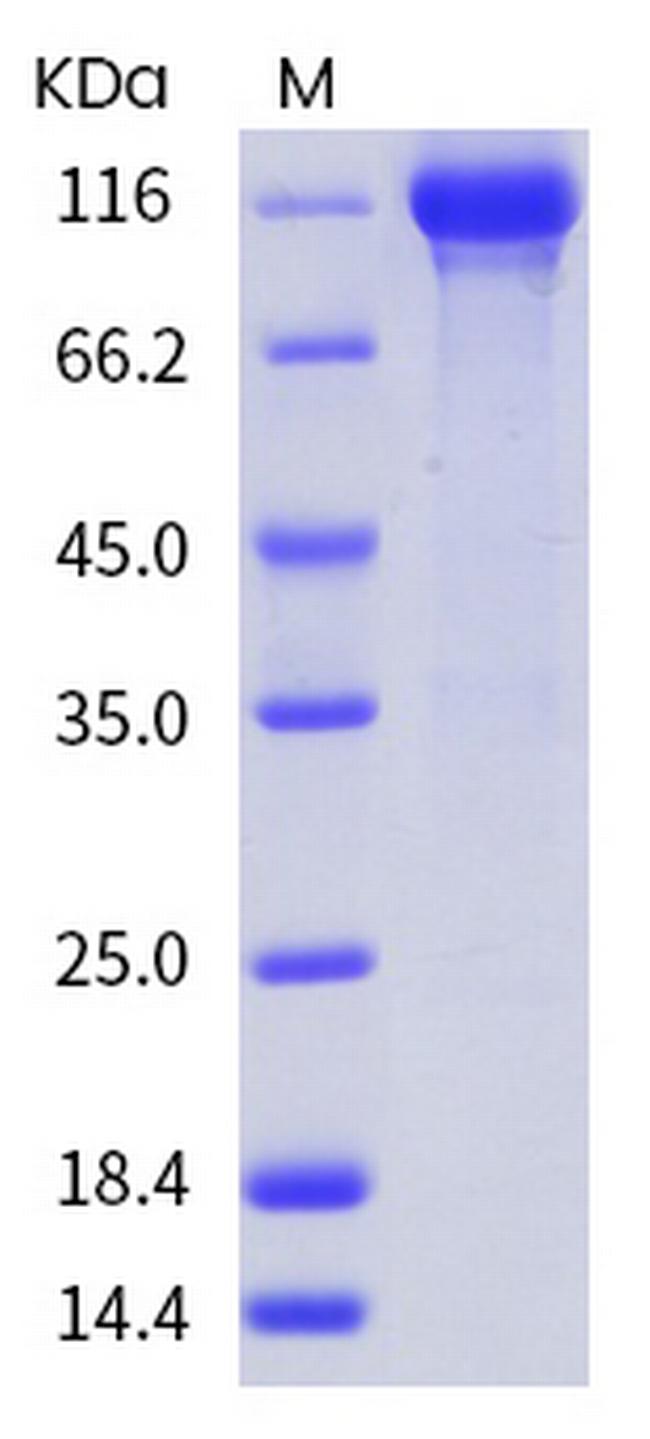 Human EGFR Fc Chimera Protein