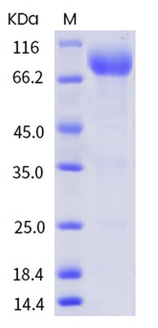 Human CD155 (PVR) Fc Chimera Protein