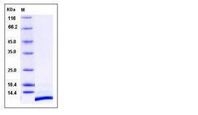 Human CXCL12 Protein