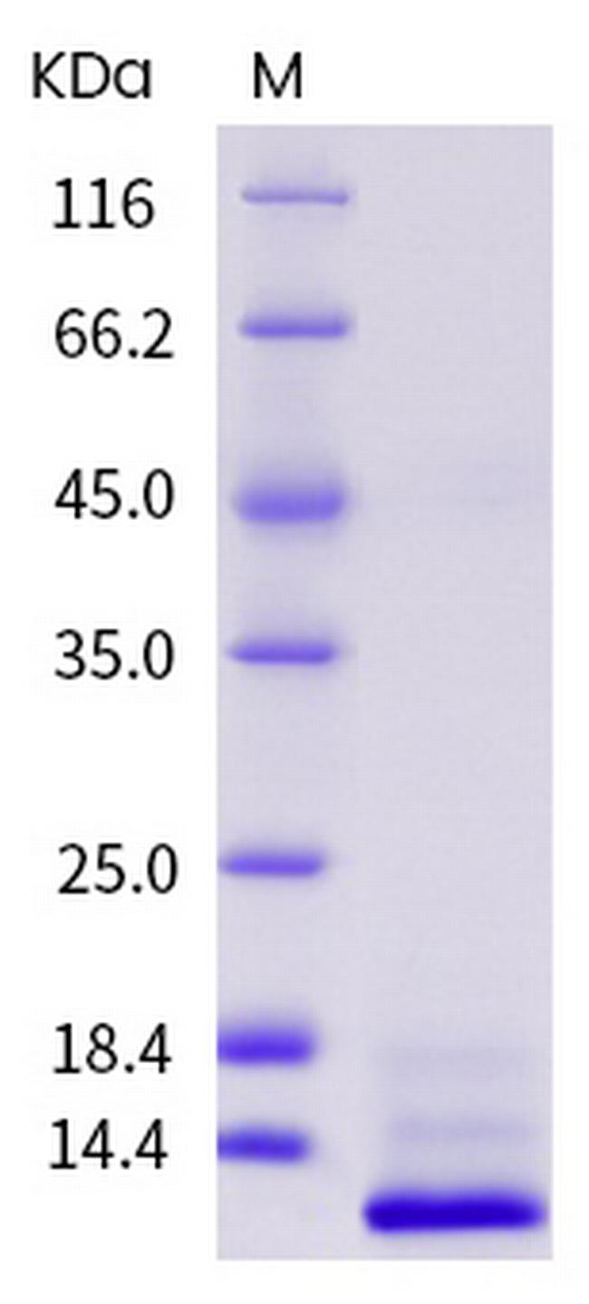 Human IL-13 Protein