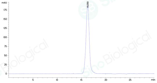Human Fc gamma RIIA (CD32a) (167 His) His-tag Protein
