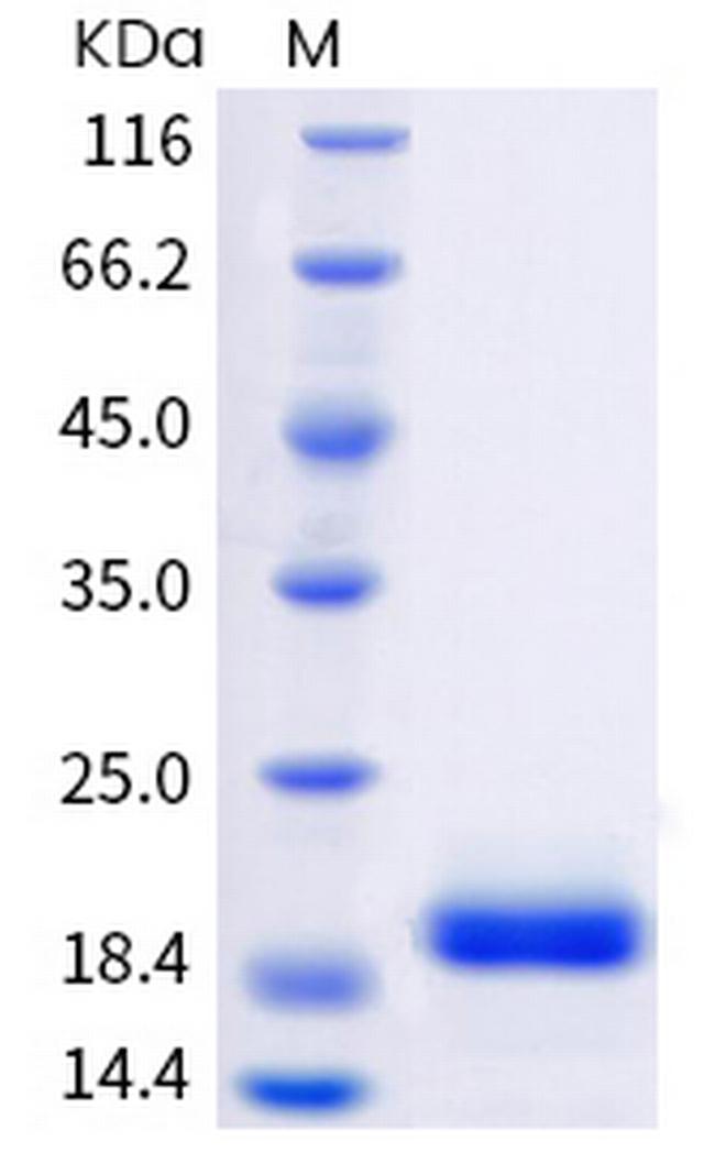 Human IL-6 Protein