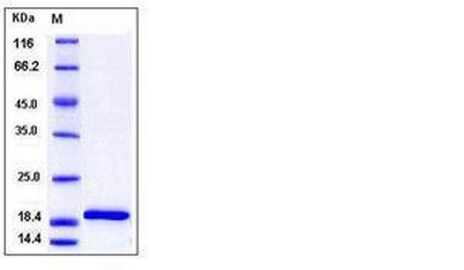 Mouse IL-1 beta Protein