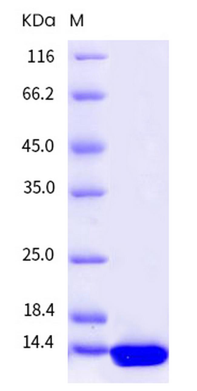 Mouse NGF Protein