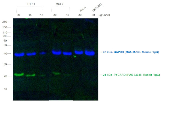 Rabbit IgG (H+L) Cross-Adsorbed Secondary Antibody in Western Blot (WB)