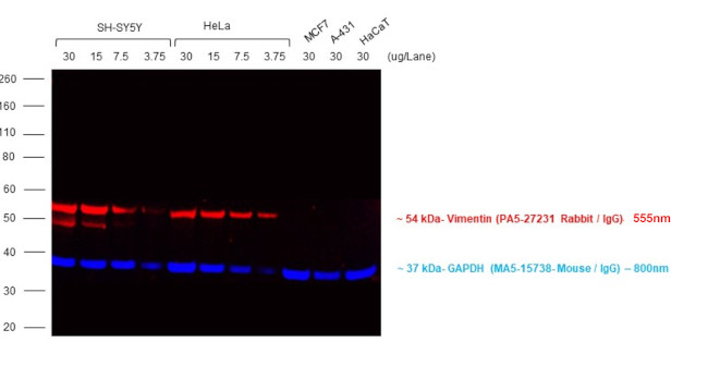 Rabbit IgG (H+L) Cross-Adsorbed Secondary Antibody in Western Blot (WB)