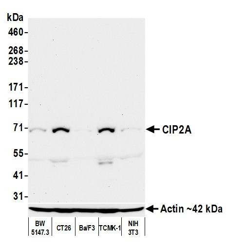 CIP2A Antibody in Western Blot (WB)