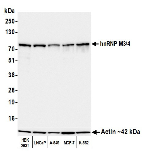 hnRNP M3/4 Antibody in Western Blot (WB)