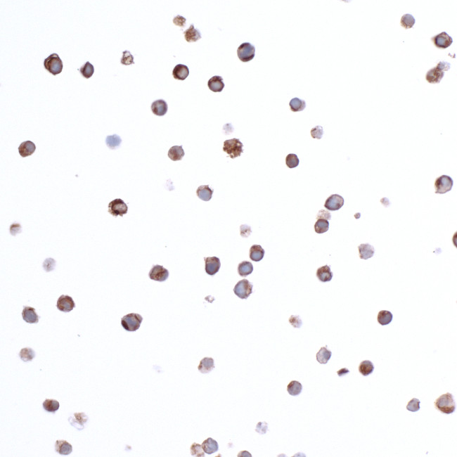 CD74 Antibody in Immunocytochemistry (ICC/IF)