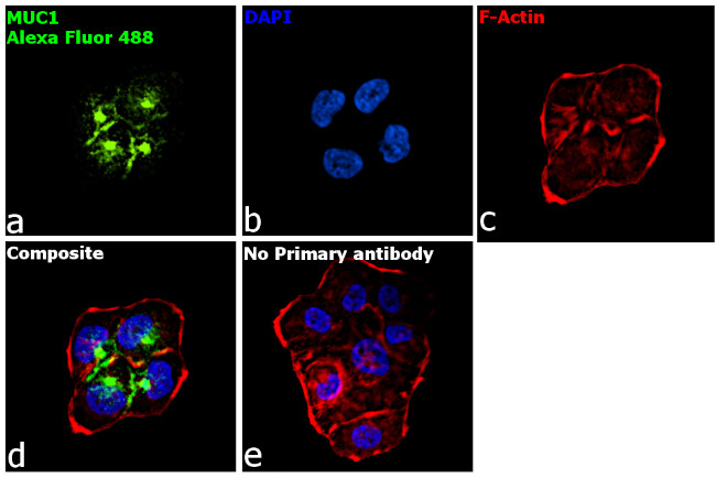 Human IgG1 (Heavy chain) Secondary Antibody in Immunocytochemistry (ICC/IF)