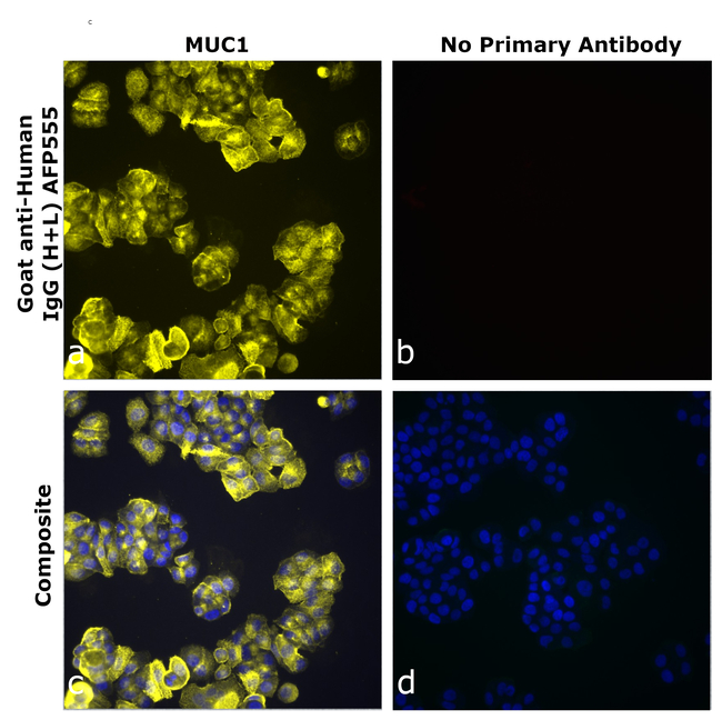 Human IgG (H+L) Secondary Antibody in Immunocytochemistry (ICC/IF)