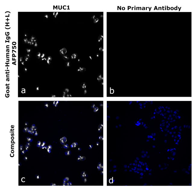Human IgG (H+L) Secondary Antibody in Immunocytochemistry (ICC/IF)
