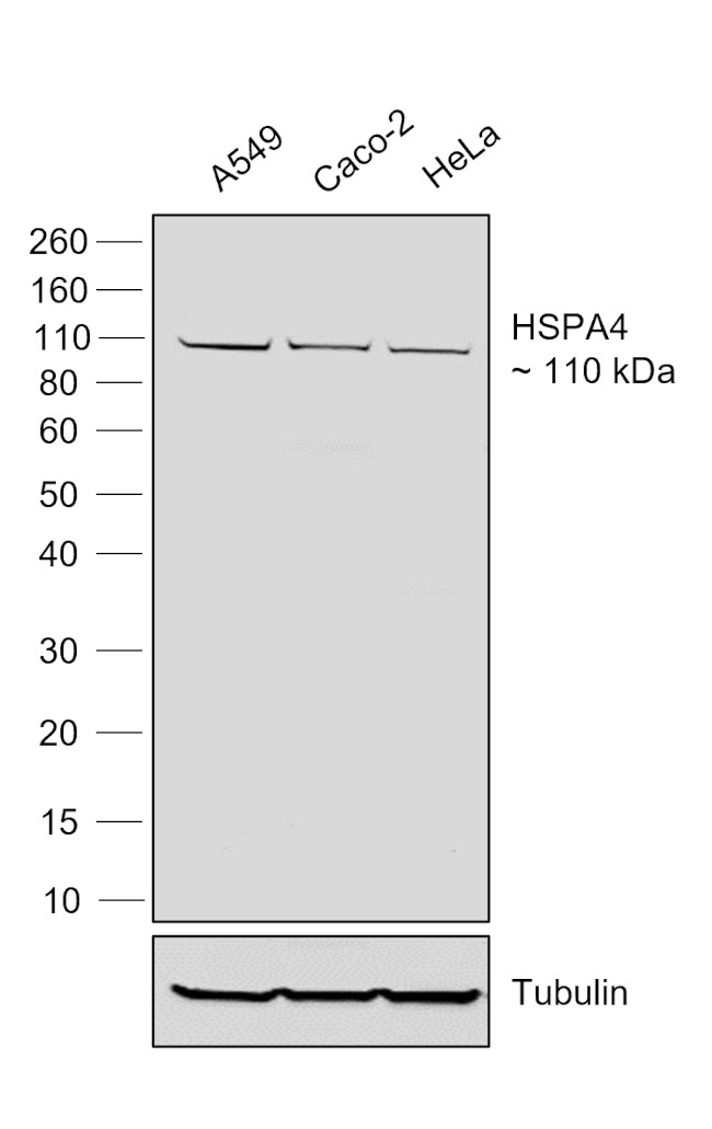 Human IgG (Lambda light chain) Secondary Antibody in Western Blot (WB)