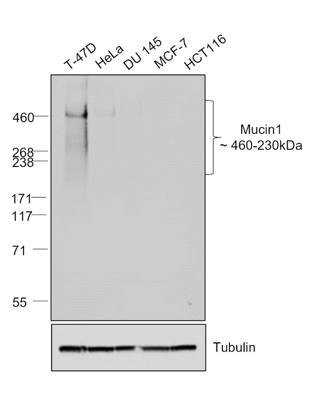 Human IgG Fab Secondary Antibody in Western Blot (WB)